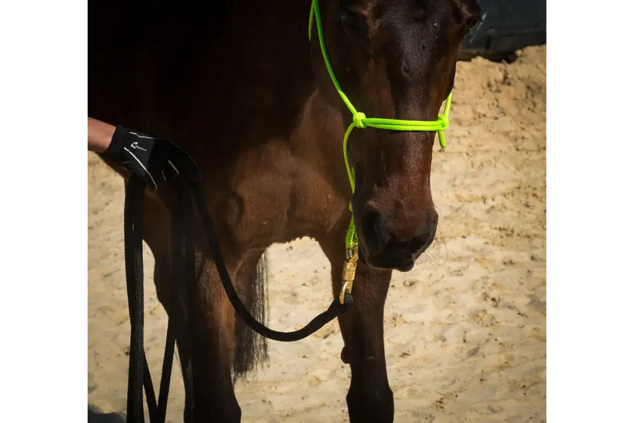 Ein Pferd mit einem neongrünen Knotenhalfter wird für das Longieren vorbereitet. Eine Hand in einem Handschuh hält die Longe.