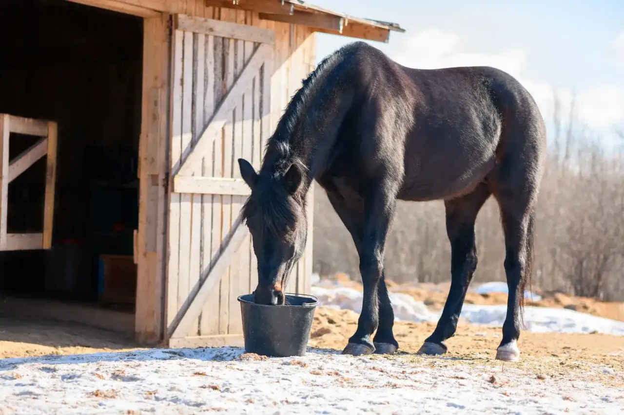 Ein schwarzes Pferd trinkt aus einem Eimer vor einer Scheune. Die Sonne scheint, und es liegt noch etwas Schnee. Dieses Pferd könnte von Ectoin profitieren, um seine Haut zu schützen.