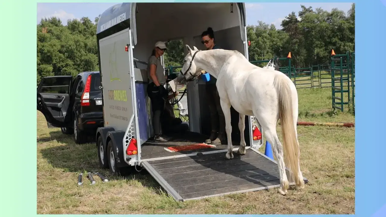 Ein weißes Pferd wird von zwei Frauen in einen Pferdeanhänger verladen.