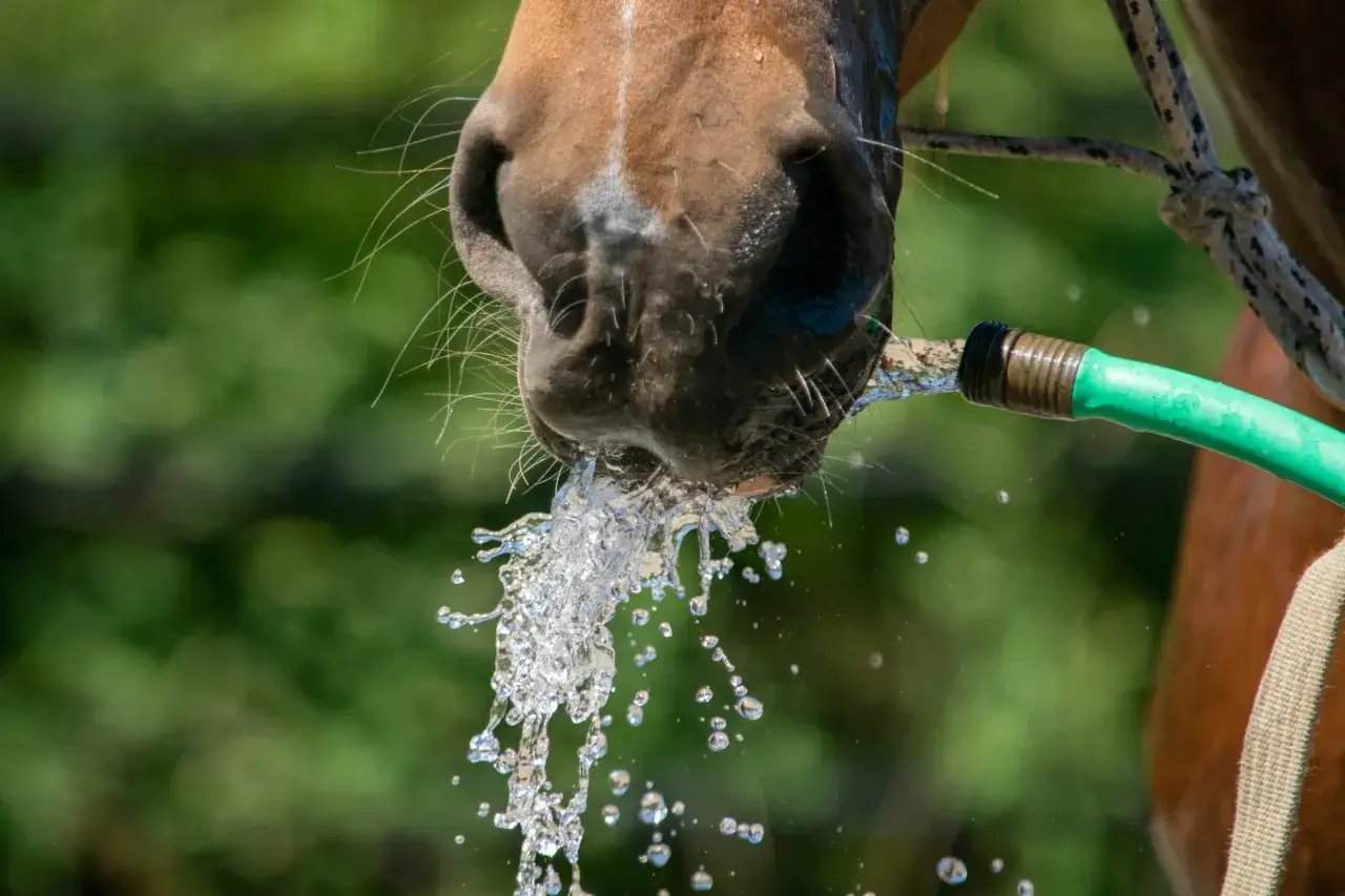 Pferde brauchen bei Hitze dringend Wasser. Ein Pferd trinkt erfrischend aus einem Gartenschlauch.