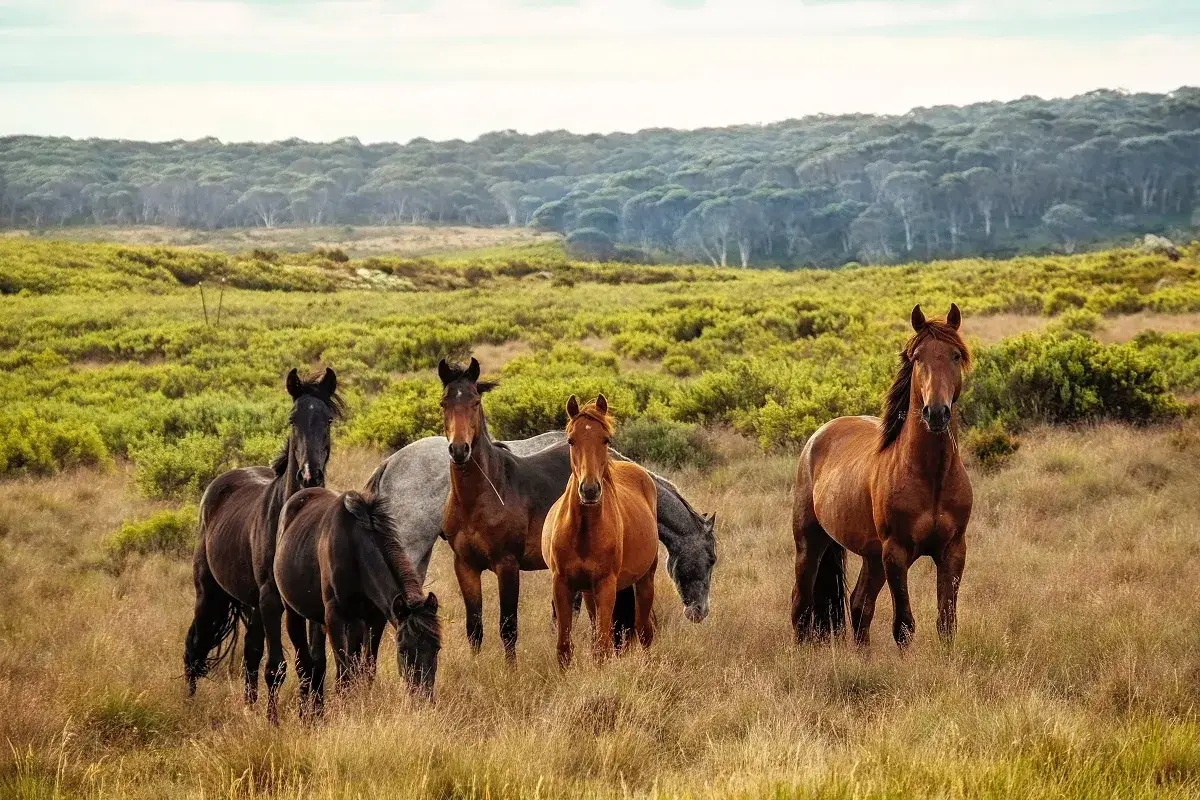 Eine Gruppe wilder Pferde, eine beeindruckende Pferderasse mit robustem Körperbau, steht auf einer sonnenbeschienenen Wiese vor einem bewaldeten Hügel.