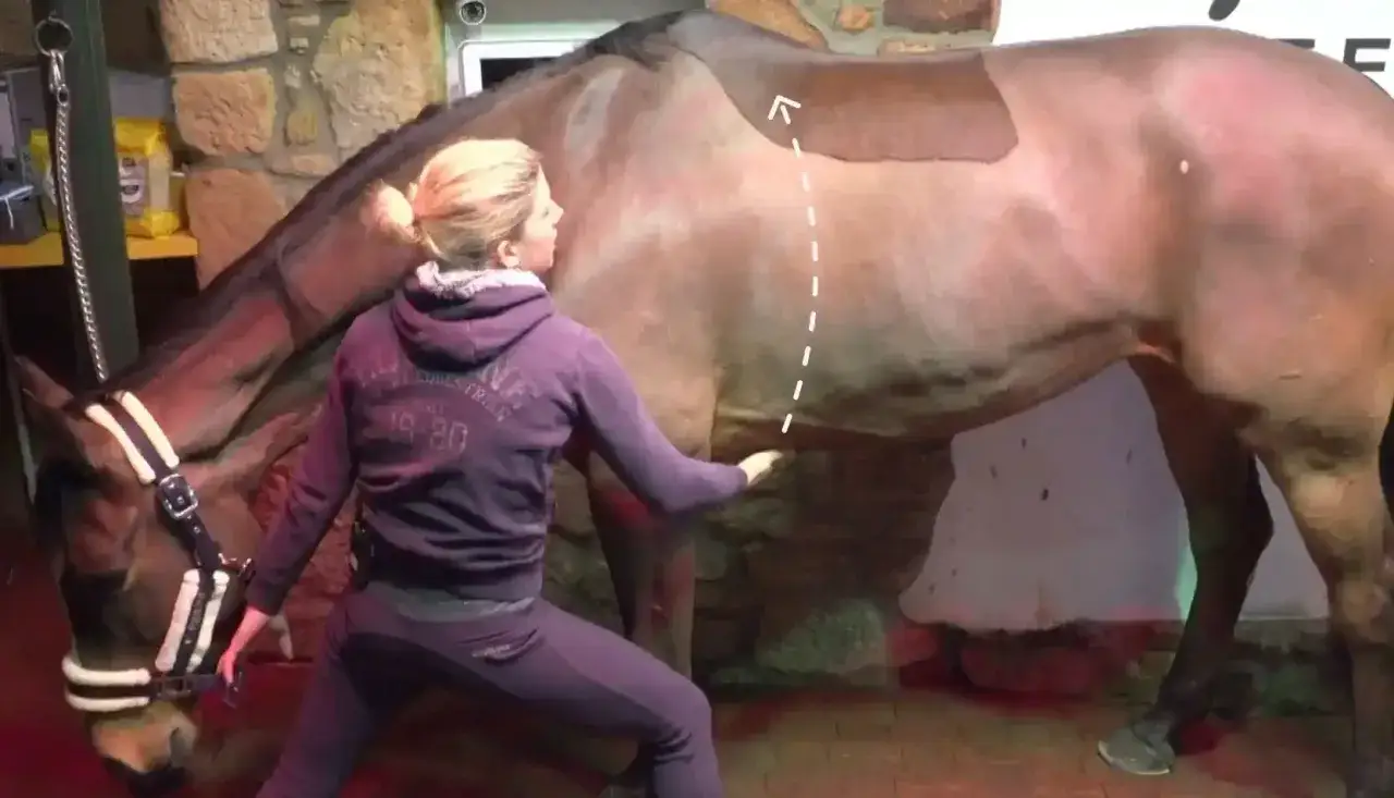 Eine Frau in Trainingskleidung macht eine Dehnung neben einem Pferd. Sie berührt sanft den Bauch des Tieres, während sie sich vorbeugt. Es sieht aus wie eine Art pferd yoga.