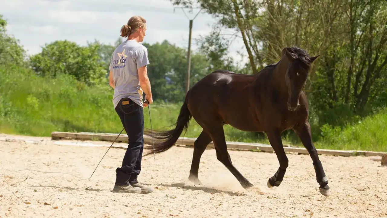 Ein junges Pferd wird frech und tänzelt auf dem Sandplatz, während ein Trainer es mit einer Longe führt.
