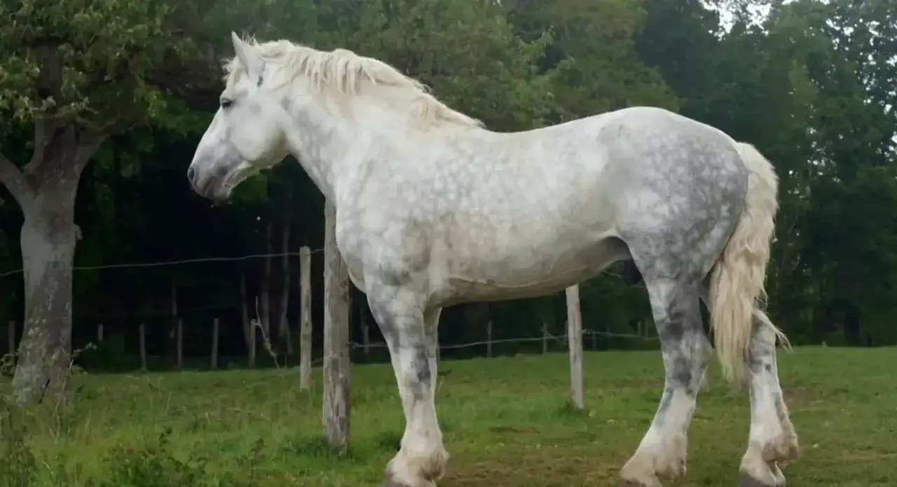 Ein majestätisches Percheron Pferd mit schimmerndem Fell steht auf einer grünen Weide, umgeben von Bäumen.