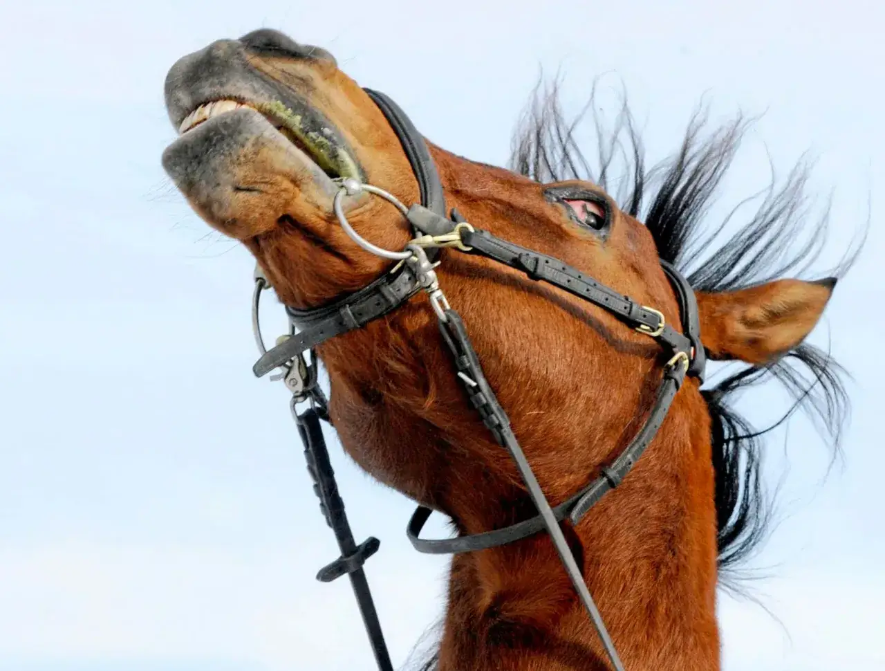 Ein Pferd mit aufgerissenem Maul und wehender Mähne, das Kopfschlagen als Zeichen von Stress zeigt.