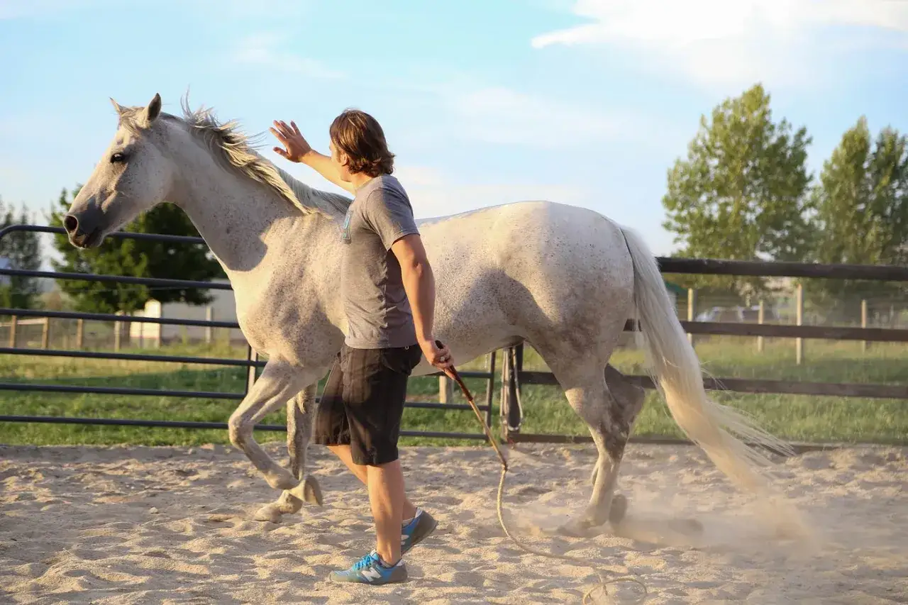 Ein Mann übt mit einem Schimmel im Roundpen. Vertrauen und Kommunikation im natural horsemanship.