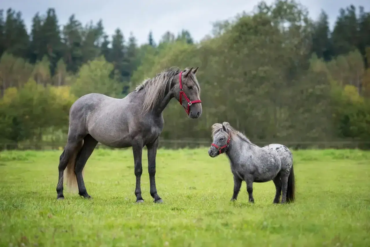 Ein großes und eine kleine pferderasse stehen auf einer grünen Wiese.