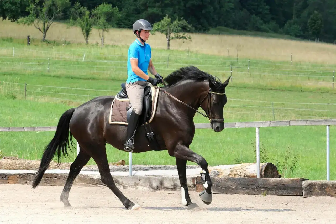 Reiterin im blauen Shirt und Helm reitet ein dunkles Pferd, das mit kraftvollen Schritten durchs Genick trabt.