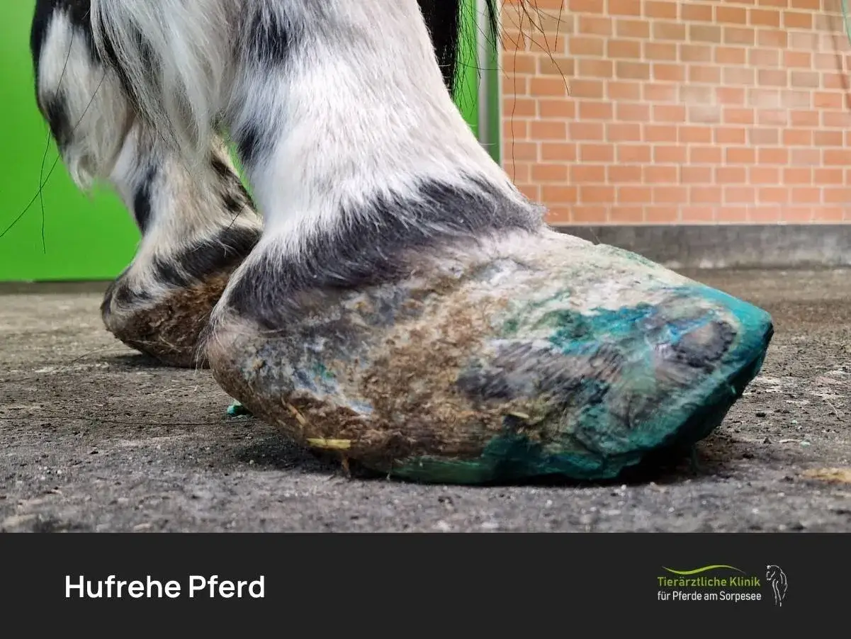 Nahaufnahme der Hufe eines Pferdes mit Hufrehe. Der Huf ist mit einer grünen Substanz behandelt, die auf eine medizinische Behandlung hinweist.