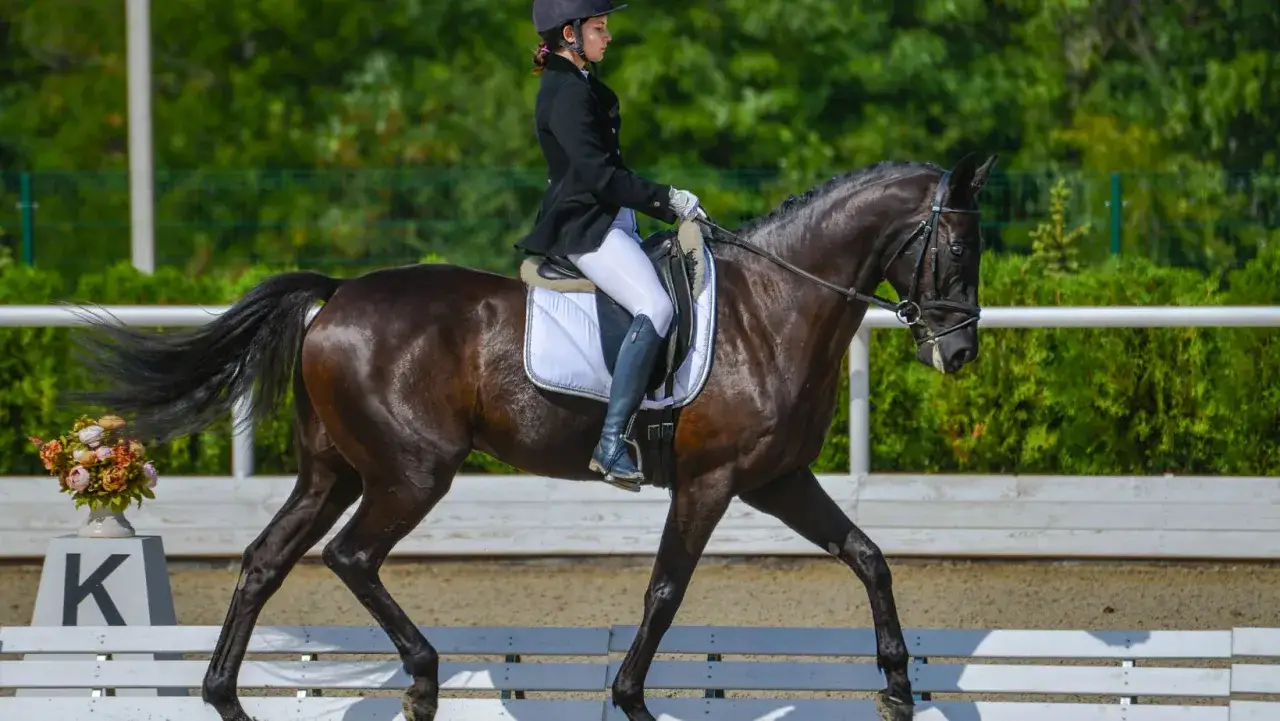 Eine Reiterin in schwarzer Reitjacke und weißer Hose vollführt Dressur reiten auf einem dunklen Pferd.