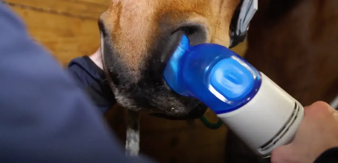 Ein Pferd pumpt im Ruhezustand, während ein blaues Gerät an seinen Nüstern angebracht ist.