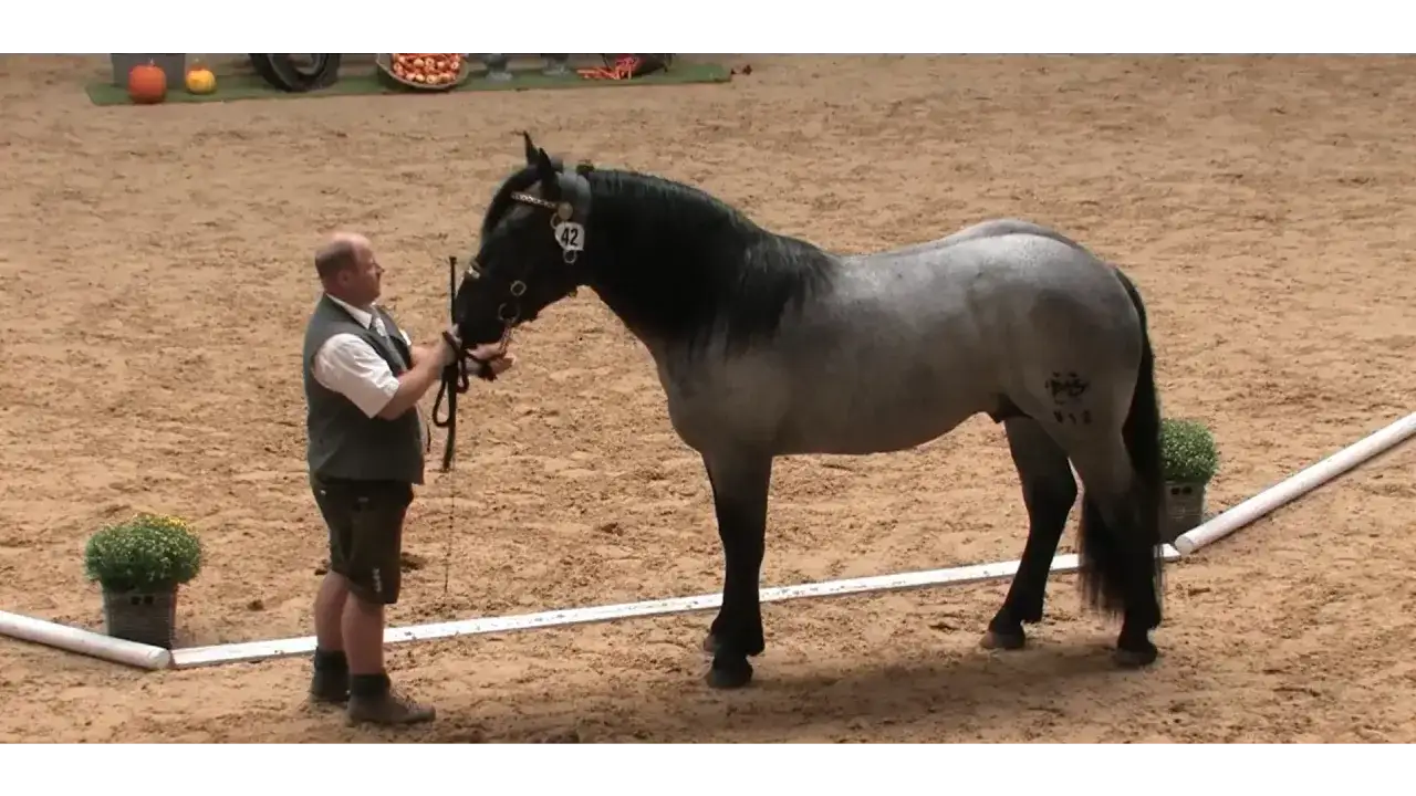 Ein Mann präsentiert ein graues Noriker Pferd mit schwarzer Mähne auf sandigem Boden.