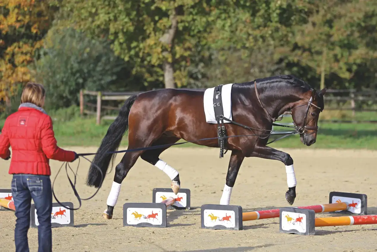 Ein braunes Pferd mit Bandagen an den Beinen absolviert ein Faszientraining Pferd über Cavaletti. Eine Reiterin in roter Jacke führt es.