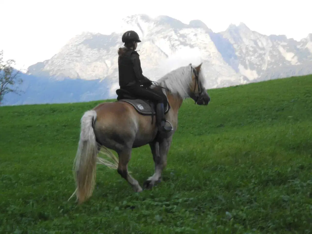 Reiter auf einem Noriker-Pferd genießt die Berglandschaft.