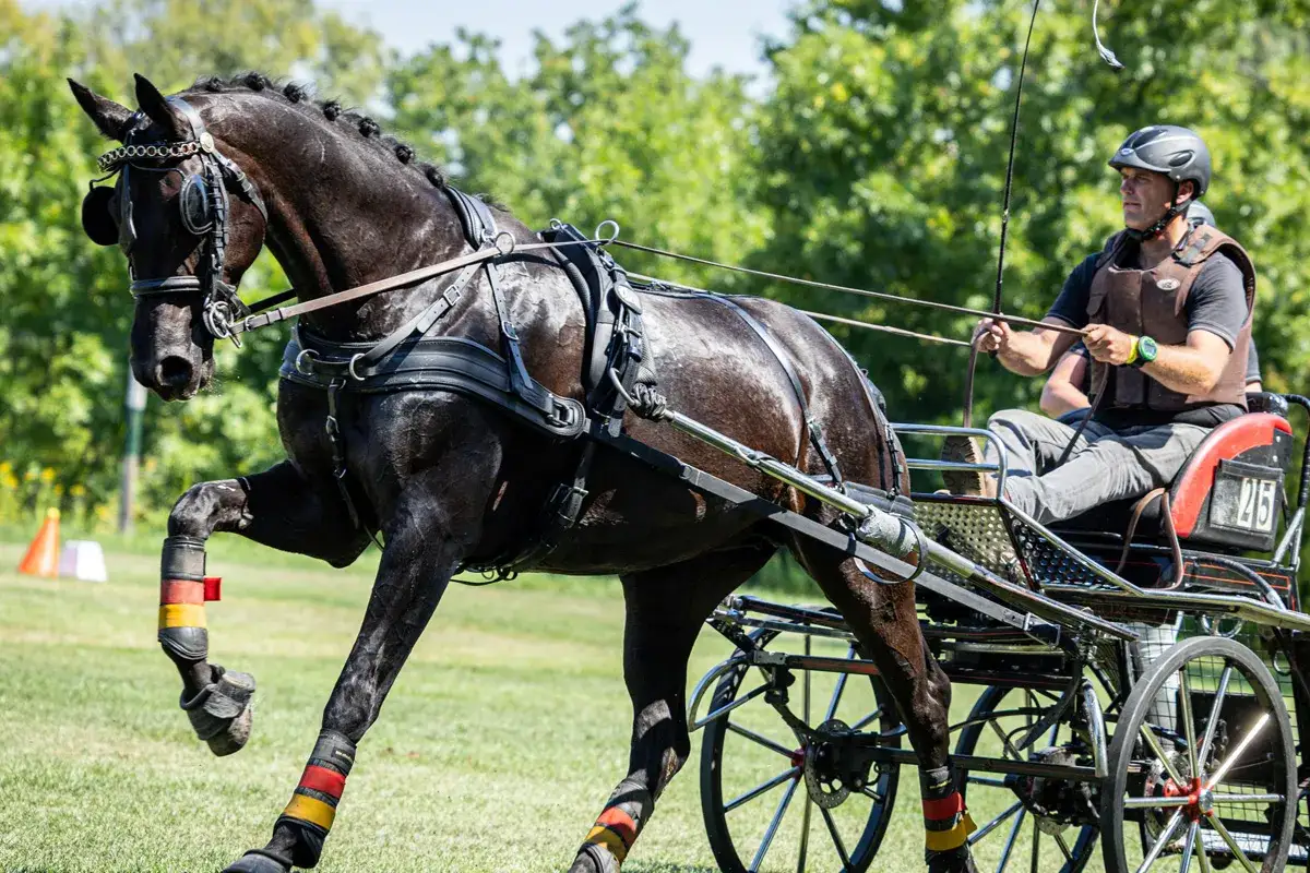 Schwarzes Pferd mit Geschirr zieht Kutsche, Fahrer im Helm. Ein Beispiel für starke kutschpferde rassen.