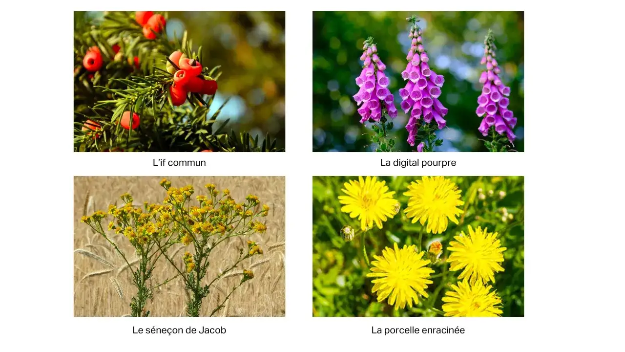 Vorsicht vor diesen giftpflanzen pferd: Eibe mit roten Beeren, Fingerhut, Jakobskreuzkraut und Löwenzahn.