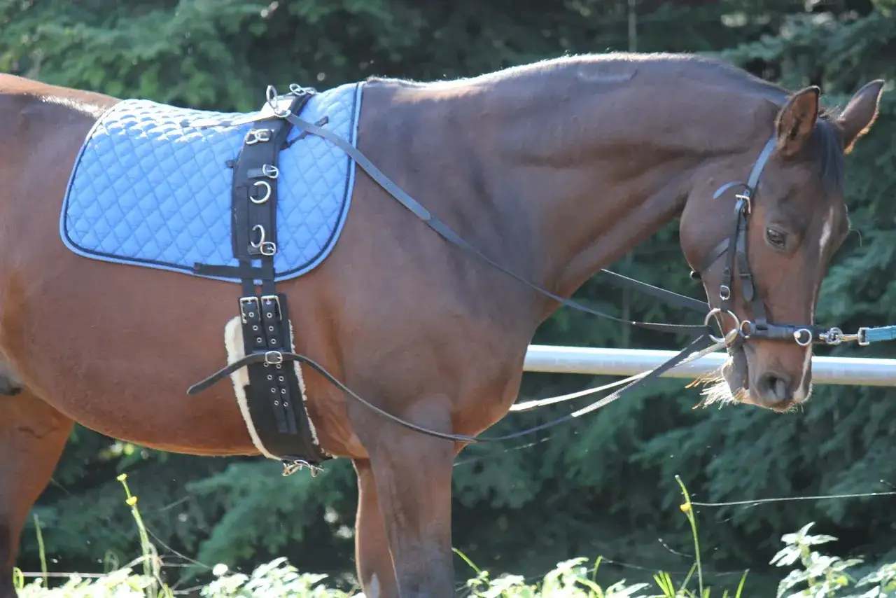 Braunes Pferd mit blauer Satteldecke und Longiergurt. Das Longieren ist eine Trainingsmethode für Pferde.