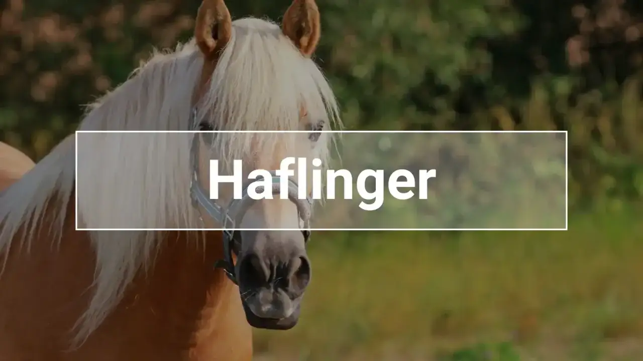 Ein Haflinger-Pferd mit seiner charakteristischen hellen Mähne. Das durchschnittliche Haflinger Gewicht liegt zwischen 350 und 600 kg.