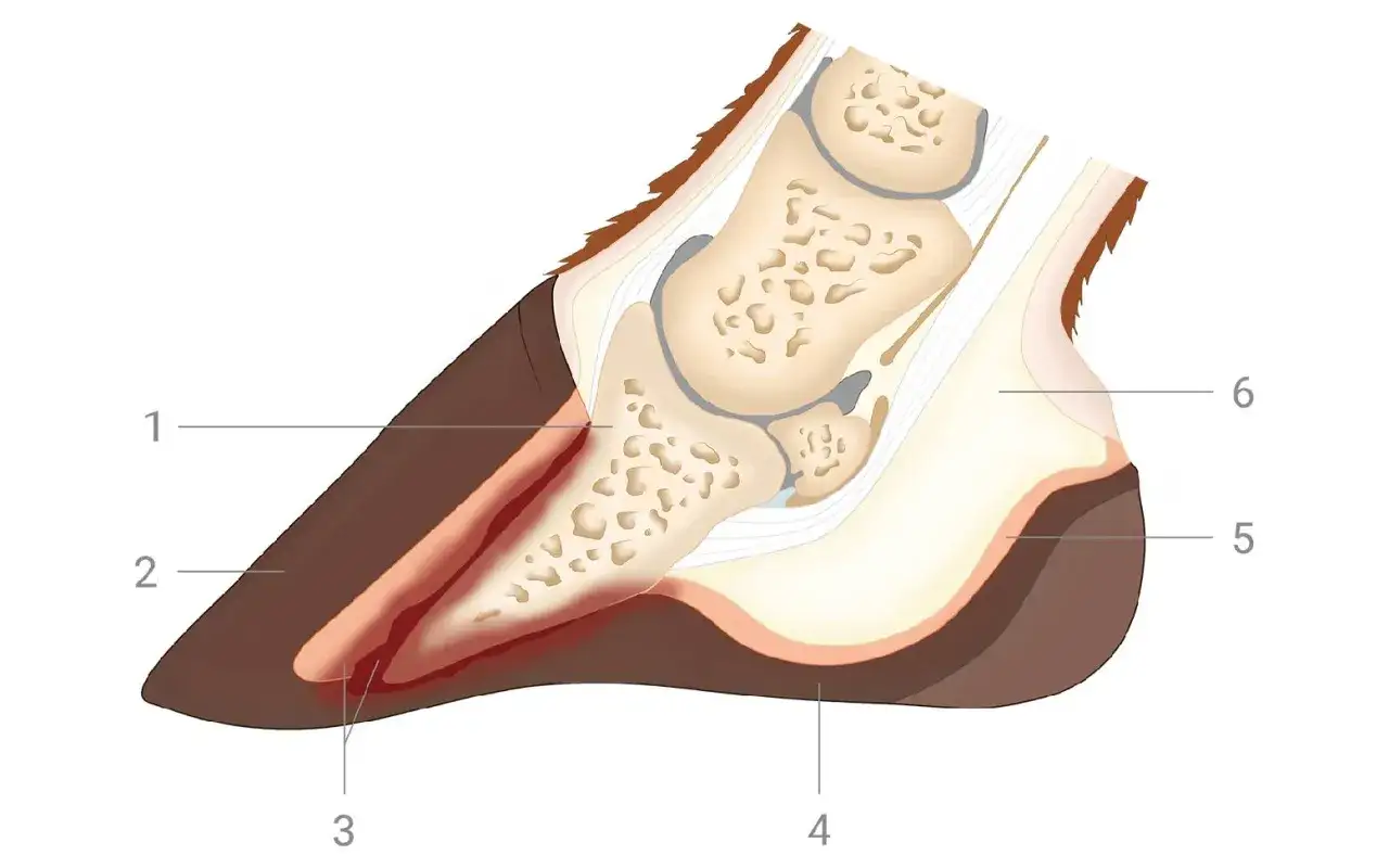 Querschnitt eines Pferdehufs, der die Anatomie bei Hufrehe zeigt. Entzündung im Hufbeinbereich.