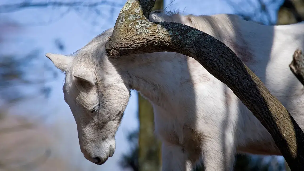 Ein weißes Pferd mit Anzeichen von Sommerekzem reibt sich an einem Baumstamm.
