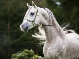 Edler **Araber Kopf** mit feiner Schnauze und elegantem Zaumzeug, im Hintergrund grüner Wald.