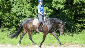 Reiterin auf einem dunklen Pferd mit langem, elegantem **hirschhals pferd**-ähnlichem Hals, im Freien auf einem Feld.