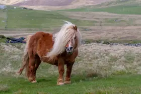 Ein brauner Shetland-Pony mit wallender Mähne steht auf einer grünen Wiese.