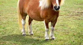 Braunes Pferd mit weißer Blesse und deutlich sichtbarer Wassereinlagerung am Bauch steht auf einer grünen Wiese.