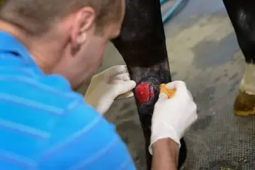 Tierarzt behandelt eine Wunde am Bein eines Pferdes. Das rote, fleischige Gewebe deutet auf eine tiefe Verletzung hin, die sorgfältige Pflege benötigt, um wildes Fleisch zu vermeiden.