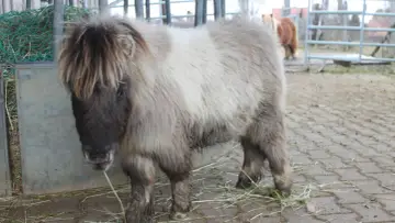 Ein flauschiges Shetlandpony mit langer Mähne steht auf einem Hof. Es ist bereit für das Shetlandpony reiten.