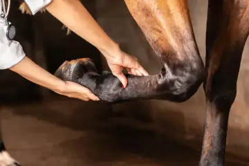 Tierärztin untersucht das Vorderbein eines Pferdes, das nach vorne entlastet wird.