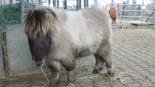 Ein flauschiges Shetlandpony mit langer Mähne steht auf einem Hof. Es ist bereit für das Shetlandpony reiten.