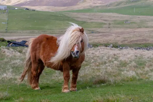 Ein brauner Shetland-Pony mit wallender Mähne steht auf einer grünen Wiese.