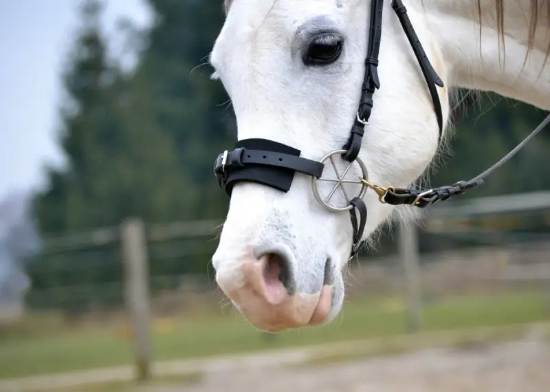 Ein weißes Pferd mit einem gebisslosen Zaumzeug. Sanfte Kommunikation beim gebisslos reiten.