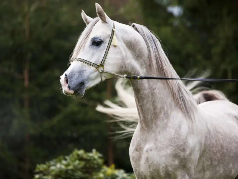 Edler **Araber Kopf** mit feiner Schnauze und elegantem Zaumzeug, im Hintergrund grüner Wald.