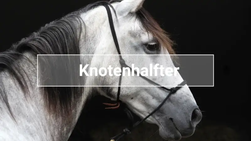 Ein graues Pferd mit einem Knotenhalfter.
