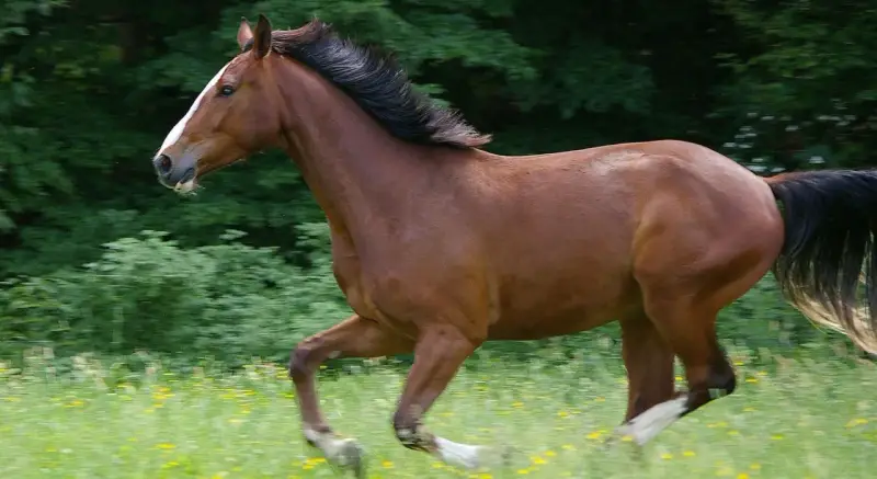 Ein braunes Warmblut Pferd galoppiert über eine blühende Wiese, sein schwarzes Haar weht im Wind.