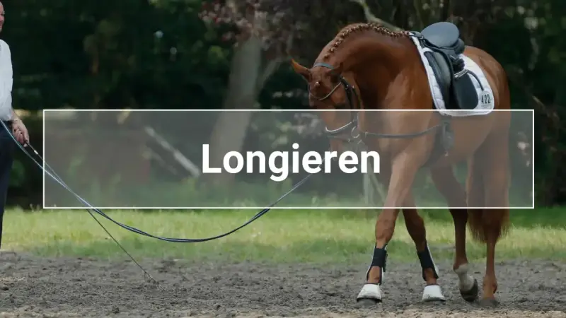 Ein Pferd wird an der Longe im Kreis geführt. Das Longieren ist eine Trainingsmethode für Pferde.