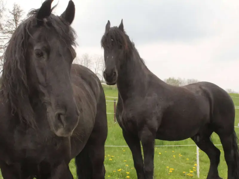 Zwei schwarze Pferde auf einer grünen Wiese. Das linke Pferd hat eine wallende Mähne, die an eine Pony-Frisur erinnert.